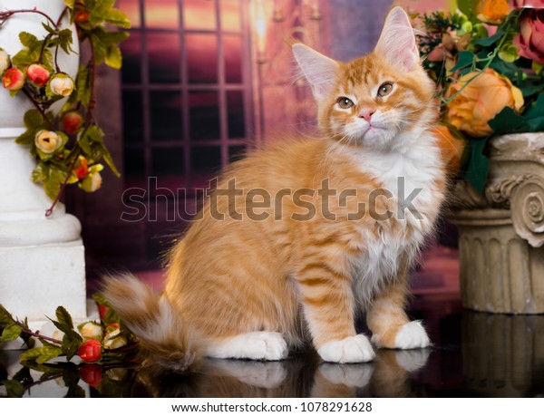 Long Haired Red Orange Kitten Maine Stock Photo Edit Now 1078291628