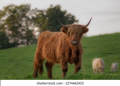 Long Haired Shaggy Cow Checking Thigs Stock Photo 1274462452 | Shutterstock