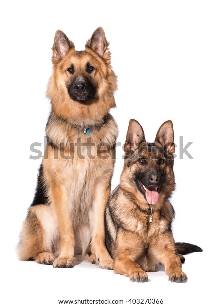 Long Haired Short Haired German Shepherd Stock Photo Edit Now