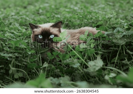 Long Haired Siamese Cat in Clover Field