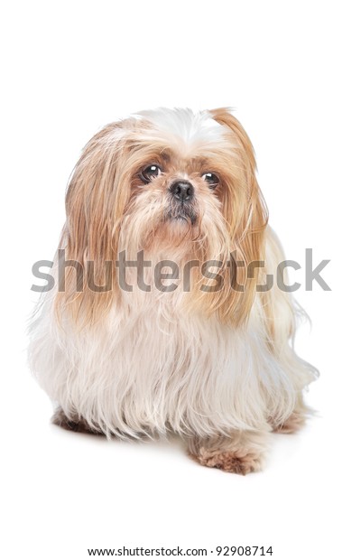long and small dog