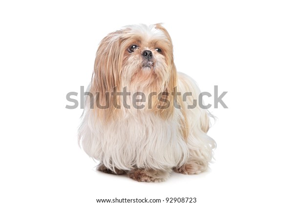 Long Haired Small Dog Front White Stock Photo Edit Now 92908723
