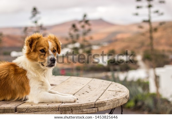 Long Haired Small Dog Lying Lanzarote Stock Photo Edit Now