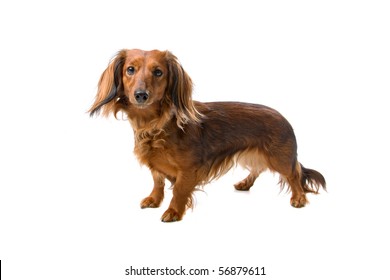 long haired standard dachshund dog isolated on a white background
