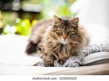 Long Haired Tabby Cat Relaxing Outside on Patio - Shutterstock ID 2210452625