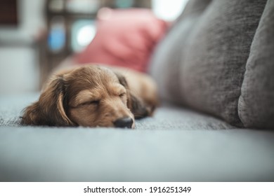 Long Haired Weiner Dog Puppy Lying Around The House