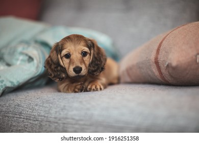 Long Haired Weiner Dog Puppy Lying Around The House