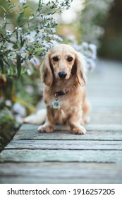 Long Haired Weiner Dog Puppy On Wood Bridge