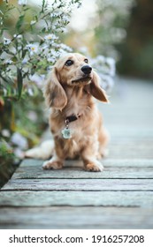 Long Haired Weiner Dog Puppy On Wood Bridge