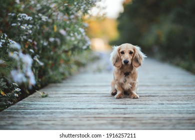 Long Haired Weiner Dog Puppy On Wood Bridge