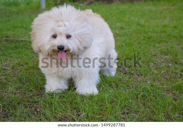 white poodle dog
