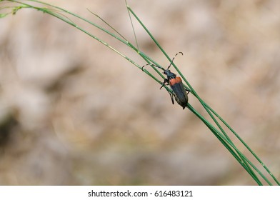 Long horn beetle black orange