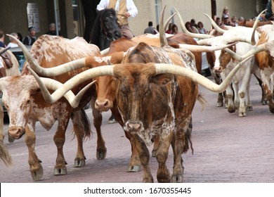 Long Horn Cattle At The Fort Worth Stockyard.