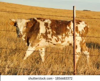 Long Horn Cattle In Rural Nebraska USA