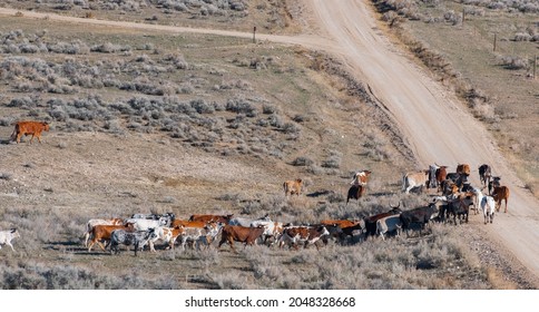 Long Horn Cattle Wandering In Herd Near Shell, Wyoming All Different Colours Heading Up A Dirt Road Free Roaming No No Fences Background For Drought, Agriculture, Beef Farming, Business Horizontal F