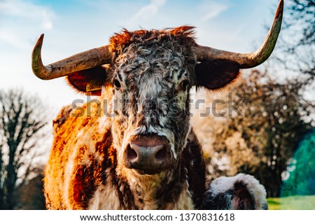 Long Horn Cows