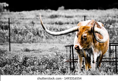 Long Horn In Farm Pasture