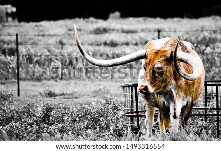 Long horn in farm pasture