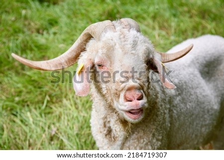 A long horn ram in the meadow, Canisy, Normandy, France, Europe