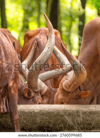 long horn rumble while snacking