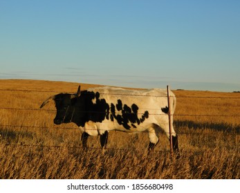 A Long Horn In Rural Nebraska USA