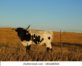 A Long Horn In Rural Nebraska USA