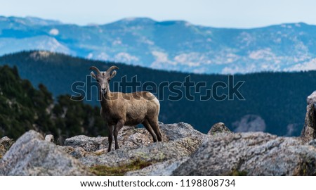 Long horn sheep looking right at me at the camera high in the Colorado Rocky Mountain Landscape Mount Evans Wilderness, wild animal long horn sheep