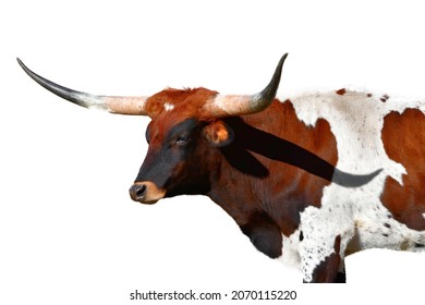 Long Horn Steer Cutout Isolated On White Background