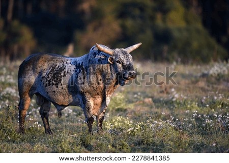 long horned bull standing in the green pastures on a farm
