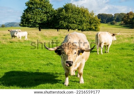 Long horned white bull cattle in countryside field enjoying eating the grass.