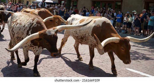 Long horns at the stockyards in Forth Worth. April 2022. 