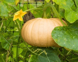 Long Island Cheese Pumpkin Hanging On The Vine Surrounded By Large Leaves And Squash Flowers
