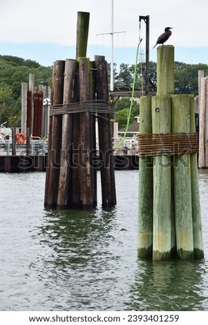Long Island dock with a bird on top of a peering on a cloudy day