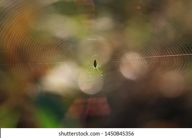 Long jawed spider(Arthropoda: Arachnida: Araneae: Tetragnathidae).
On web.
In Taiwu,Pingtung,Taiwan.