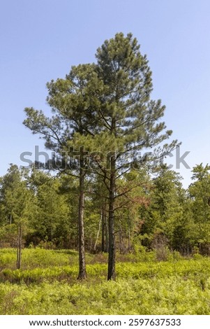 Long Leaf Pine (Pinus palustris) in Virginia