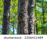 Long leaf pine tree - Pinus palustris with red cockaded woodpecker - Leuconotopicus borealis - man made cavity in central Florida. Sticky white resin from holes. Goethe State forest. Selective focus