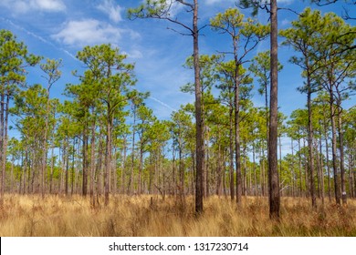 Long Leaf Pine Trees In A Grass Savanna