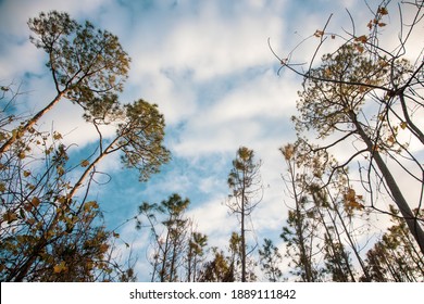 Long Leaf Pines At Gulf State Park In Alabama