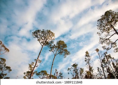 Long Leaf Pines At Gulf State Park In Alabama