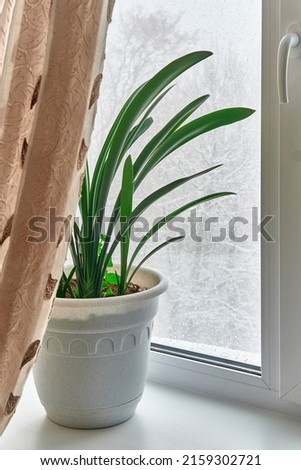 Similar – Image, Stock Photo Houseplants behind the curtain