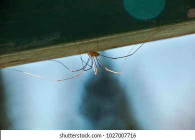 Long Leg Spider. Harvestmen Spider on a wood in nature