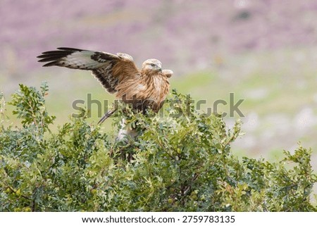 Long legged buzzard on the tree