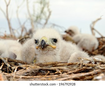 Long legged Buzzard young chick in the nest. The rare bird Buteo rufinus of prey protected species 