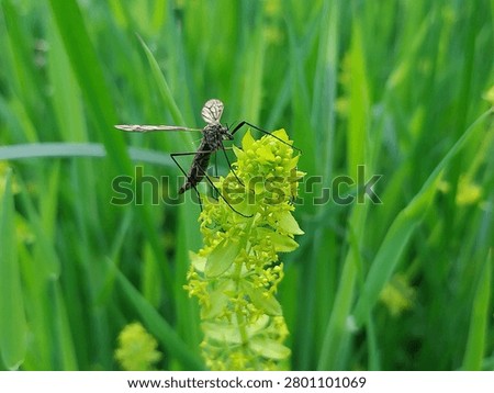 A long legged crane fly with patterned wings