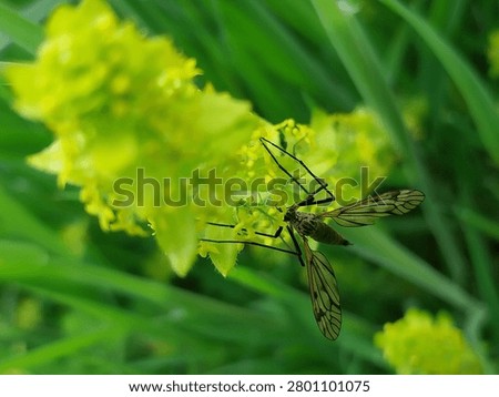 A long legged crane fly with patterned wings