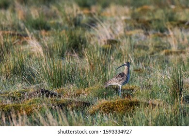 Long Lens Image Of A Single Curlew Looking Alert In A High Moorland Landscape