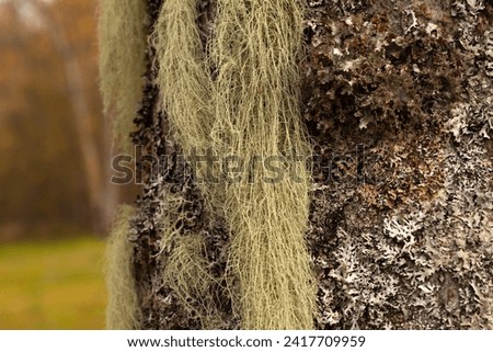 Long lichen, mostly pale grayish-green on an alder trunk. Usnea, shrub-like, beard-like, old man's beard, beard lichen, or beard moss.