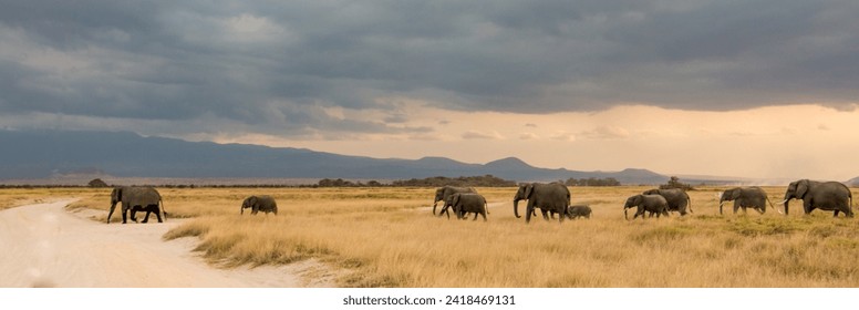 long line of elephants, wet on the bottom, crossing the road in the distance - Powered by Shutterstock