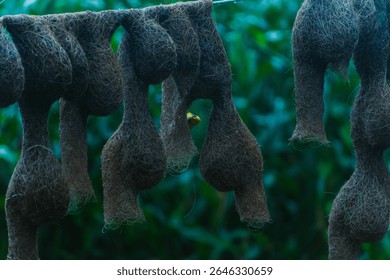 A long line of intricately crafted baya weaver bird nests hanging from a rope with birds perched among them. Captured in a natural green field setting.