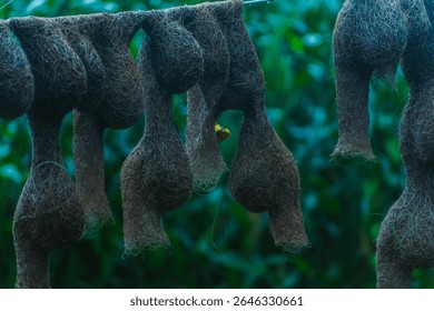 A long line of intricately crafted baya weaver bird nests hanging from a rope with birds perched among them. Captured in a natural green field setting.